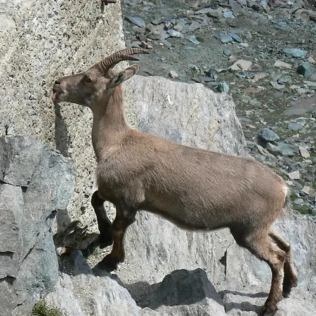 Aelpi Retreat By Grund شقة ساس-غروند